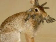 Rabbit shope pappillomavirus // Source : Capture écran vidéo YT @factsfromABHI