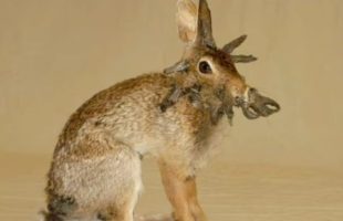 Rabbit shope pappillomavirus // Source : Capture écran vidéo YT @factsfromABHI