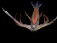Image sous-marine capturée par le ROV SuBatsian // Source : CONICET