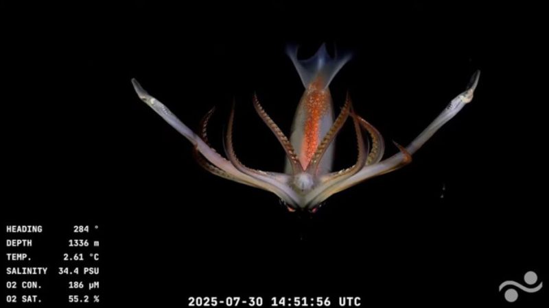 Découvrez en direct les merveilles des abysses océaniques filmées à 4 000 mètres de profondeur