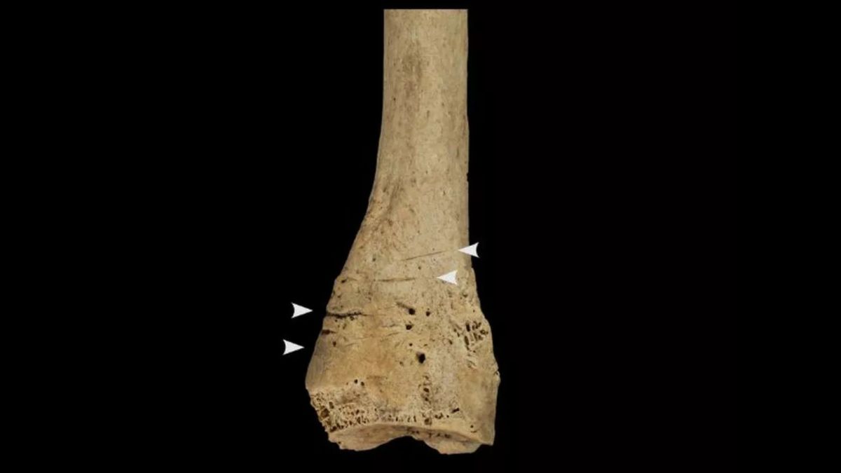 Marques de découpe sur un os de la jambe  // Source : IPHES-CERCA