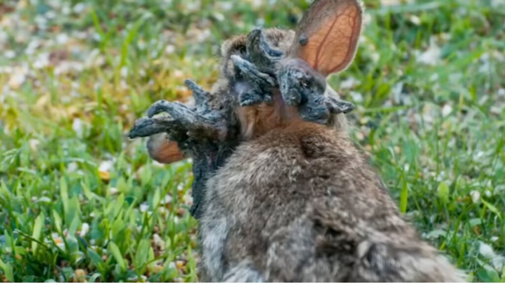 Lapin avec le Rabbit shope pappillomavirus // Source : Capture écran vidéo YT @factsfromABHI Lapin avec le Rabbit shope pappillomavirus // Source : Capture écran vidéo YT @factsfromABHI