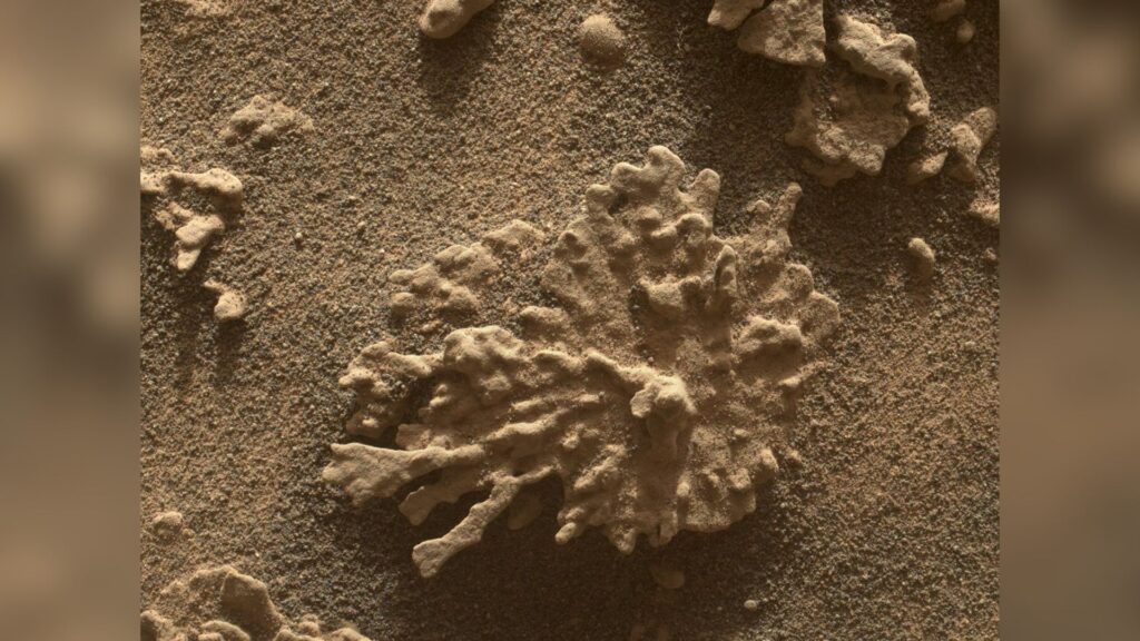 La roche en forme de corail prise par le Mars Hand Lens Imager (MAHLI) // Source : NASA/JPL-Caltech/MSSS La roche en forme de corail prise par le Mars Hand Lens Imager (MAHLI) // Source : NASA/JPL-Caltech/MSSS