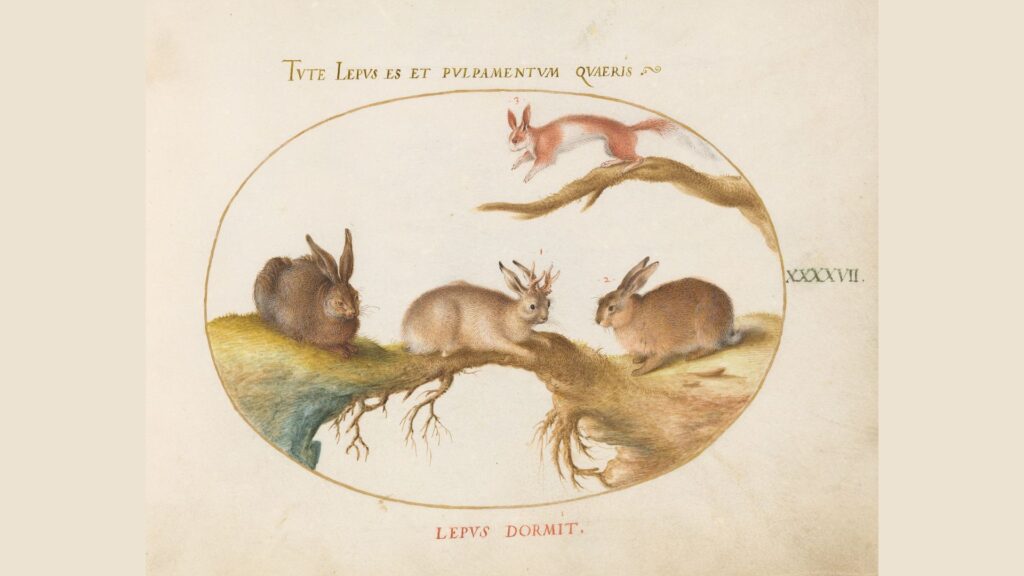 Planche zoologique du XVIe siècle avec un lièvre avec des cornes // Source : Joris Hoefnagel -Wikimédia Planche zoologique du XVIe siècle avec un lièvre avec des cornes // Source : Joris Hoefnagel -Wikimédia