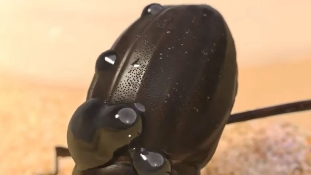 Zoom sur des gouttelettes d'eau sur le dos d'un scarabée // Source : Synergy Files Zoom sur des gouttelettes d'eau sur le dos d'un scarabée // Source : Synergy Files