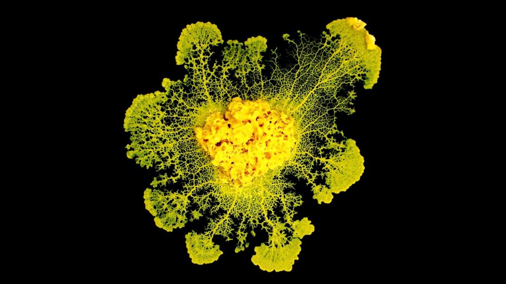 Le blob // Source : Capture d'écran Numerama Le blob // Source : Capture d'écran Numerama