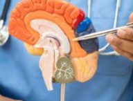Modèle d'anatomie du cerveau. // Source : Envato