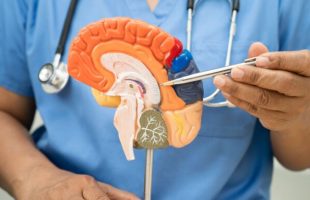 Modèle d'anatomie du cerveau. // Source : Envato