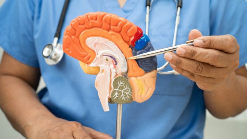 La promesse inattendue du lithium caché dans le cerveau pour guérir de la maladie d’Alzheimer