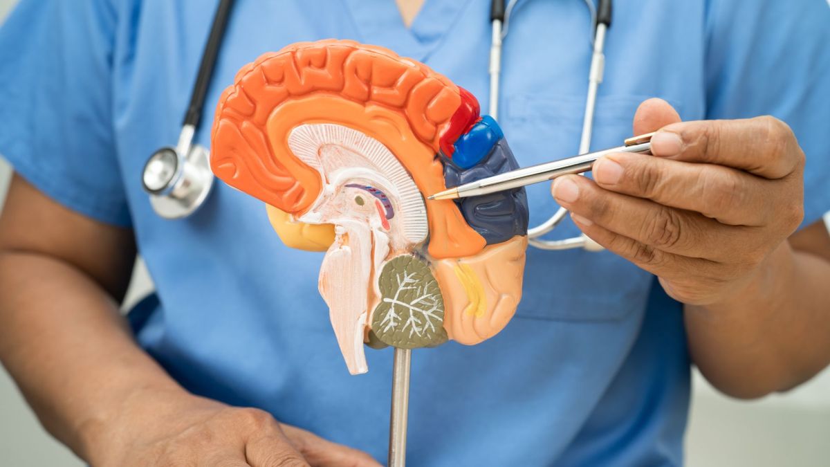 Modèle d'anatomie du cerveau. // Source : Envato