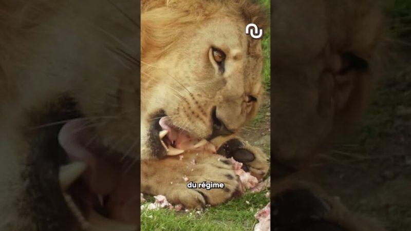 Ce zoo veut TUER vos animaux de compagnie ?