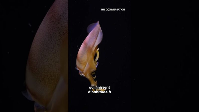 Des CREVETTES dans nos SMARTPHONES ?