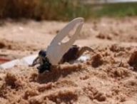 Wavy Dave, le robot-crabe. // Source : Capture d'écran, Joe Wilde