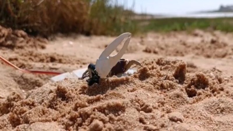 Un robot s’est battu contre des crabes. Il a perdu.