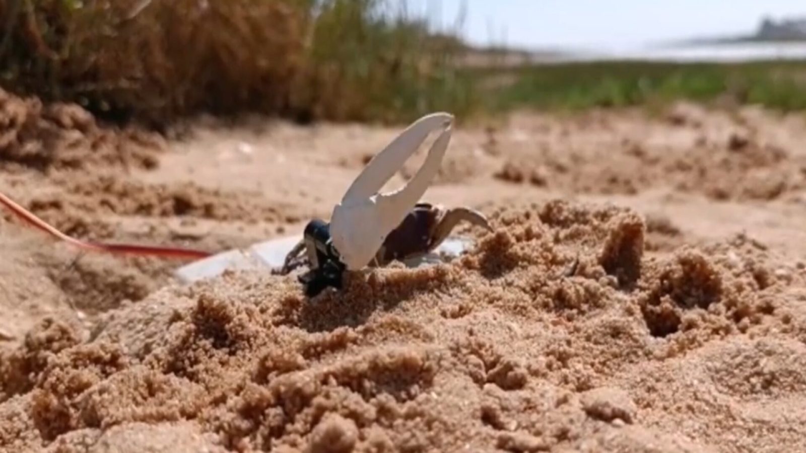 Un robot sâ€™est battu contre des crabes. Il a perdu.