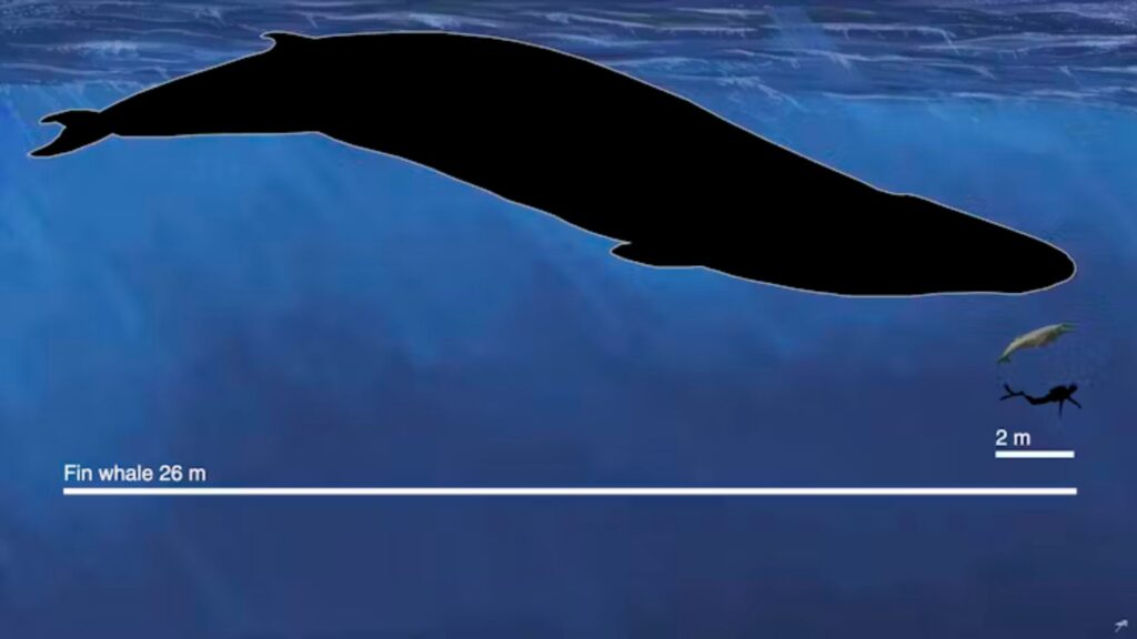 Le fossile de baleine Janjucetus dullardi (2 mètres de long), récemment décrit, côtoie un rorqual commun moderne (26 mètres) et un plongeur humain (2 mètres) // Source : Illustration : Ruairidh Duncan/ Graphisme : Erich Fitzgerald