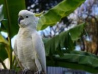 Un cacatoès  // Source : Pixabay- ArturFerreira