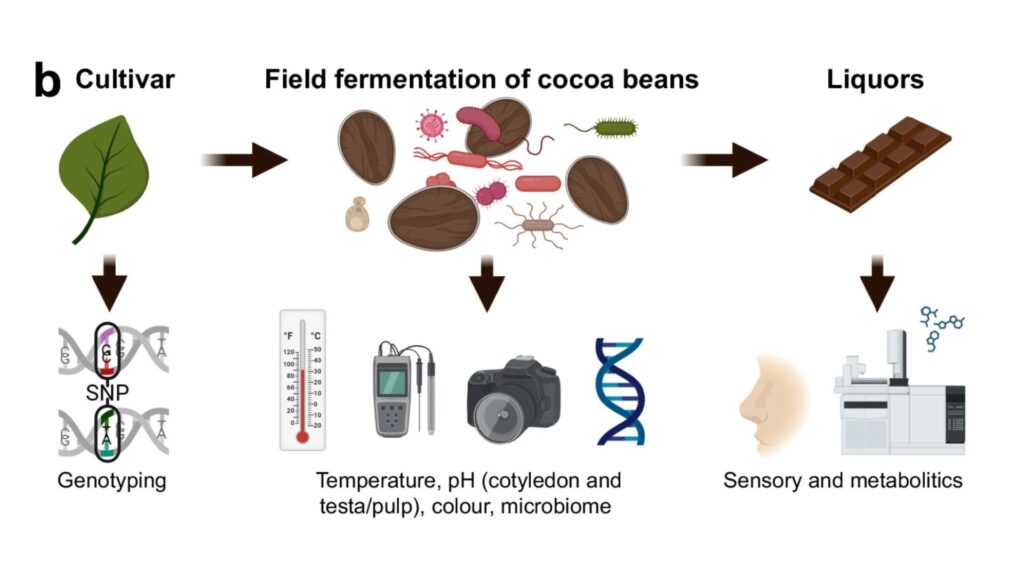 Schéma de l'analyse de la fermentation des fèves de cacao dans cette étude. Les variétés de cacao cultivées en exploitation ont été génotypées. La température, le pH et les variations de couleur des fèves en fermentation ont été enregistrés quotidiennement. Les communautés microbiennes ont été caractérisées par séquençage génétique. Après fermentation et séchage, les fèves ont été transformées en liqueurs de cacao et analysées par évaluation sensorielle et des métabolites de l’environnement. // Source : Étude présentée sur la fermentation du chocolat Schéma de l'analyse de la fermentation des fèves de cacao dans cette étude. Les variétés de cacao cultivées en exploitation ont été génotypées. La température, le pH et les variations de couleur des fèves en fermentation ont été enregistrés quotidiennement. Les communautés microbiennes ont été caractérisées par séquençage génétique. Après fermentation et séchage, les fèves ont été transformées en liqueurs de cacao et analysées par évaluation sensorielle et des métabolites de l’environnement. // Source : Étude présentée sur la fermentation du chocolat
