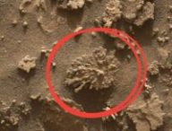 La roche en forme de corail (entourée) prise par le Mars Hand Lens Imager (MAHLI) à environ 25 centimètre de distance // Source : NASA/JPL-Caltech/MSSS _ Modifié par Numerama