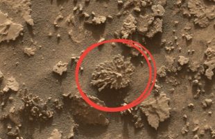 La roche en forme de corail (entourée) prise par le Mars Hand Lens Imager (MAHLI) à environ 25 centimètre de distance // Source : NASA/JPL-Caltech/MSSS _ Modifié par Numerama