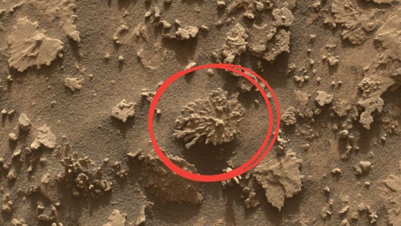 Que fait cette roche en forme de corail sur Mars ?