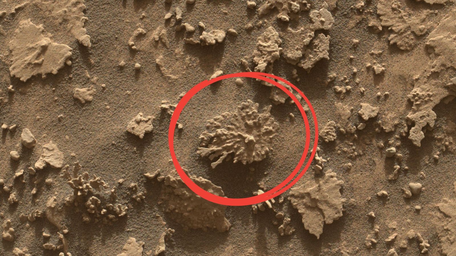 Que fait cette roche en forme de corail sur Mars ?