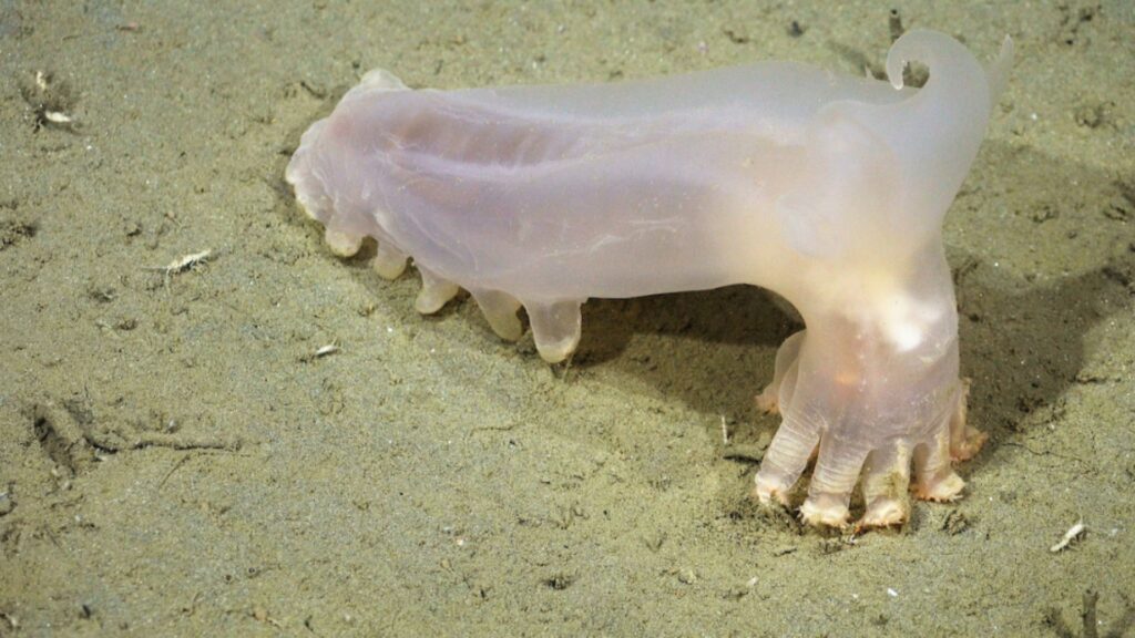Une autre espèce énigmatiques découverte dans les profondeurs océaniques lors de la campagne : un concombre de mer du genre Scotoplanes. // Source : ROV SuBastian / Schmidt Ocean Institute. Une autre espèce énigmatiques découverte dans les profondeurs océaniques lors de la campagne : un concombre de mer du genre Scotoplanes. // Source : ROV SuBastian / Schmidt Ocean Institute.