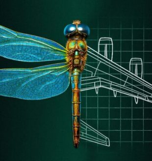 Libellule- Avion // Source : Numerama