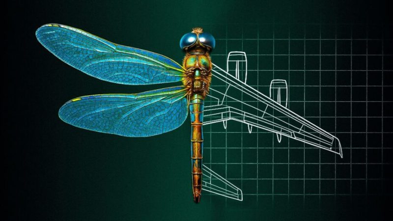 Copier la nature pour révolutionner le monde : c’est quoi le biomimétisme ?
