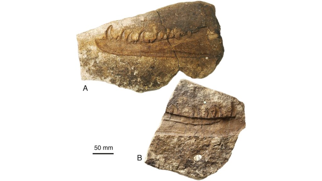 Les deux blocs séparés contenant l'empreinte de la mâchoire du dinosaure étudié : (A) L'empreinte médiale et (B) l'empreinte latérale. // Source : University of Bristol