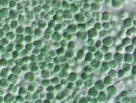 Chroococcidiopsis. // Source : Wikimédia-T. Darienko