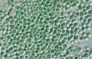 Chroococcidiopsis. // Source : Wikimédia-T. Darienko