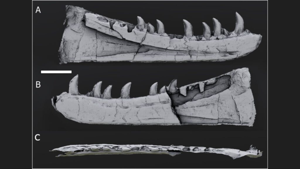 Reconstruction numérique du spécimen, développée en combinant des images de photogrammétrie des deux dalles. En présentant le modèle 3D ici, ce qui était des moisissures dans la roche deviennent des surfaces solides de la dentaire. (A) En vue médiale, (B) en vue latérale, et (C) en vue dorsale. // Source : University of Bristol Reconstruction numérique du spécimen, développée en combinant des images de photogrammétrie des deux dalles. En présentant le modèle 3D ici, ce qui était des moisissures dans la roche deviennent des surfaces solides de la dentaire. (A) En vue médiale, (B) en vue latérale, et (C) en vue dorsale. // Source : University of Bristol