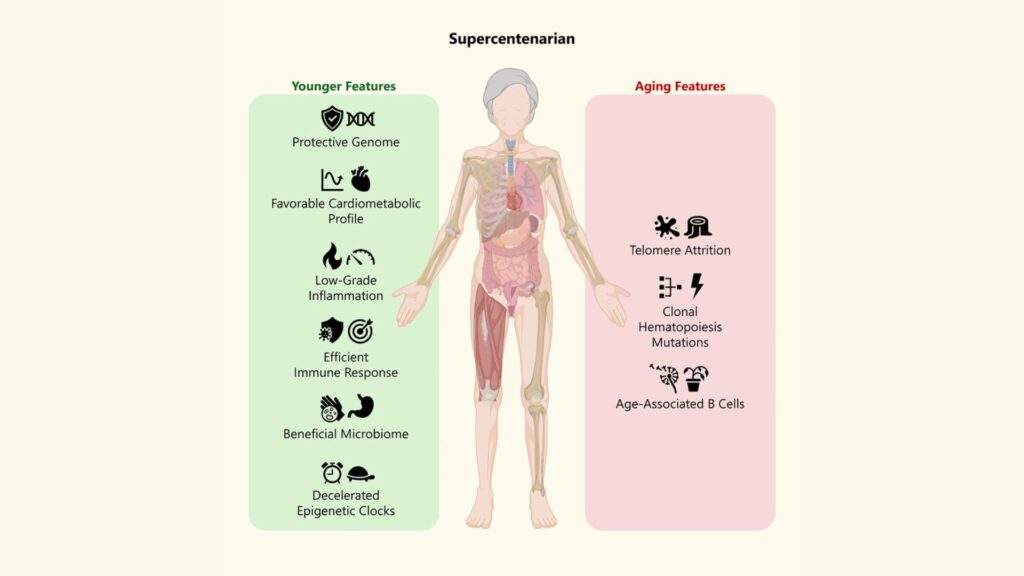 Résumé graphique de l'étude, avec en vert : les signaux de jeunesse et en rouge : les indices de vieillissement biologique // Source : Cell Reports Medicine (2025). DOI : 10.1016/j.xcrm.2025.102368