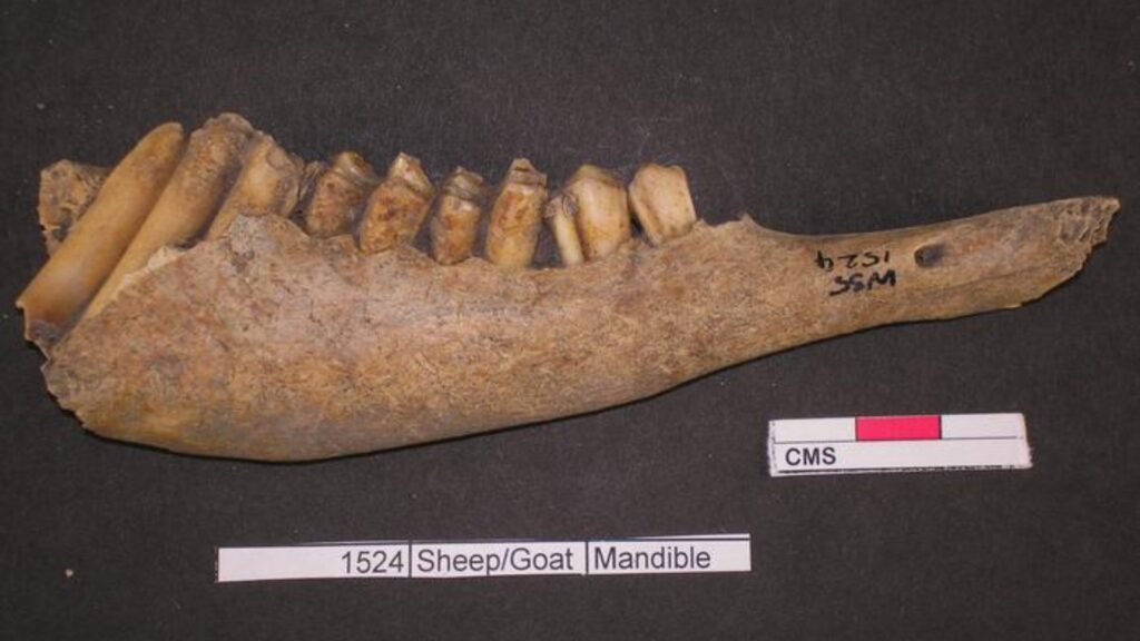 Une mandibule de mouton - un des échantillon analysé // Source : Cardiff University Une mandibule de mouton - un des échantillon analysé // Source : Cardiff University