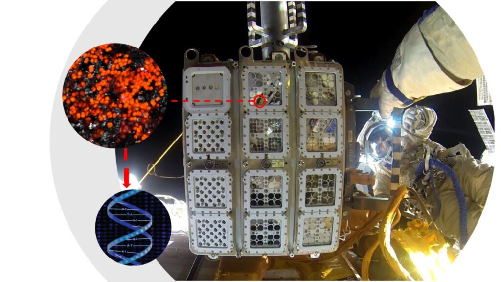 Matériel de vol EXPOSE-R2 avec des cellules séchées de Chroococcidiopsis sp. 029 mélangées à l'analogue de la régolith martien pour simuler des conditions de type Mars pour l'expérience BIOMEX sur la réponse des champignons contenant de la mélanine à l'espace. Après l'exposition, les cellules ont été renvoyées sur Terre et réhydratées pour le séquençage de l'ADN. // Source : Roscosmos/ESA