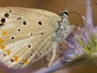 Papillon  // Source : Capture d'écran- Roger Vila / the Institute of Evolutionary Biology