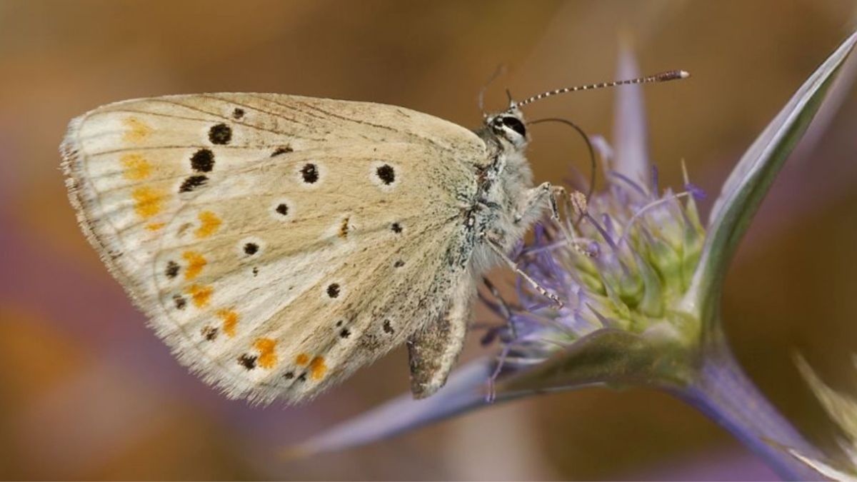 Papillon  // Source : Capture d'écran- Roger Vila / the Institute of Evolutionary Biology