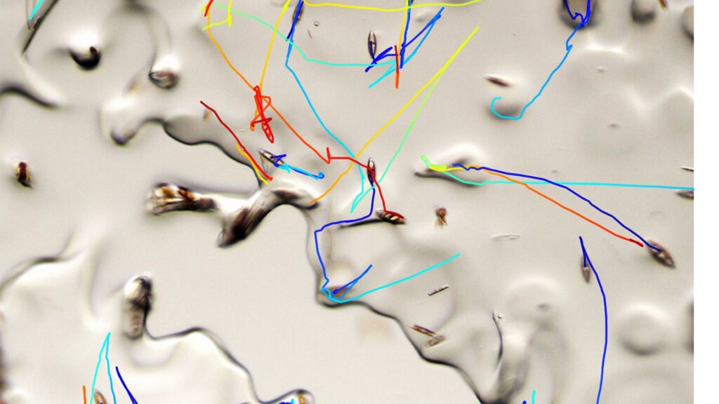 Les chercheurs ont développé et utilisé des microscopes et des environnements expérimentaux spéciaux pour suivre le déplacement des diatomées dans la glace // Source : Laboratoire Prakash 