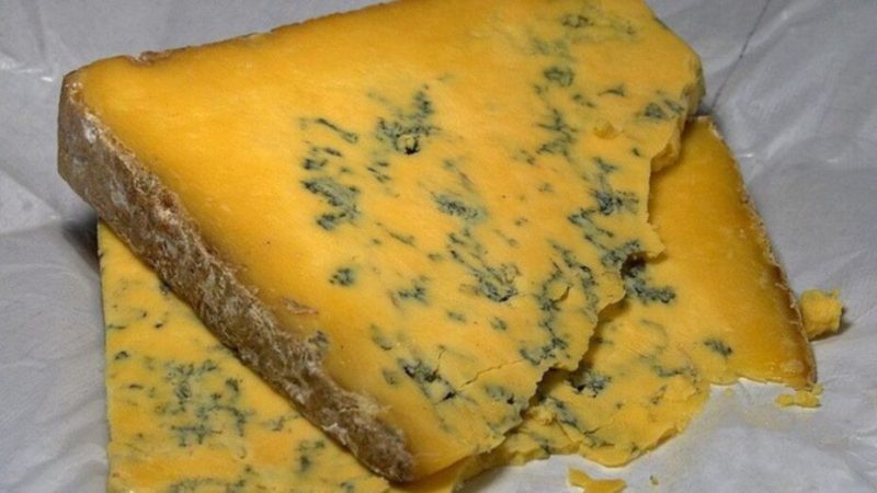 Les moisissures de ce fromage dévoilent les mystères de l’évolution en direct
