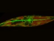 Image d'une diatomée arctique, montrant les filaments d'actine qui la parcourent et lui permettent de patiner.  // Source : Laboratoire Prakash