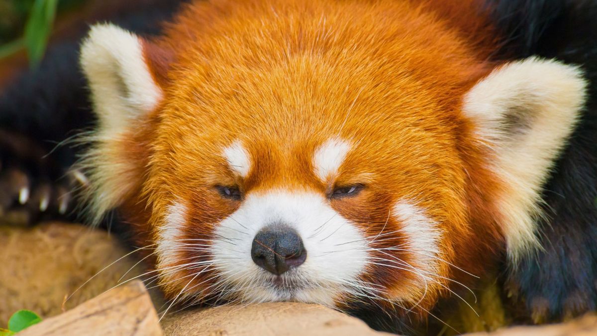 firefox mozilla