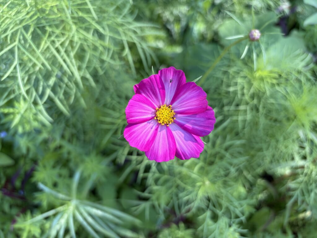 Impossible de se rapprocher plus avec l'iPhone Air : ça devient immédiatement flou après. Mais on apprécie le bokeh naturel à l'arrière.