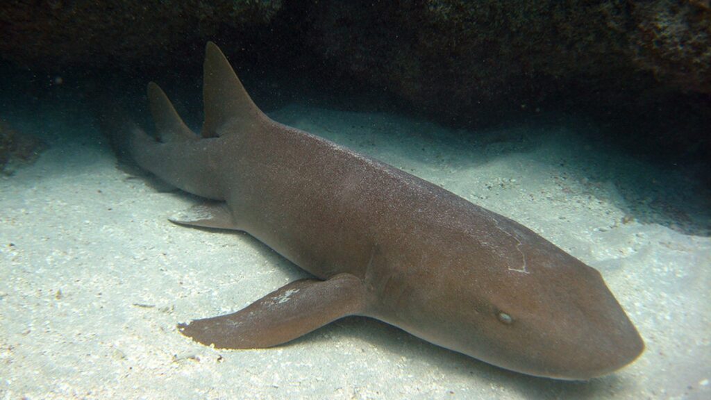 Requin-nourrice Requin-nourrice