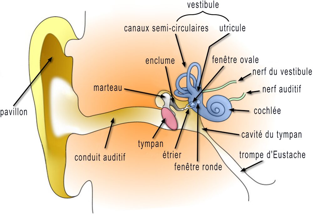 oreille interne oreille interne