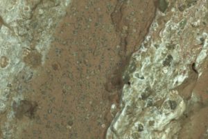 Image du roc possédant de possibles biosignatures. // Source : Nasa/JPL-Caltech/MSSS