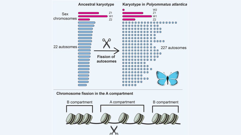 Résumé graphique de l'étude expliquant le passage de  // Source : Roger Vila- Current Biology 