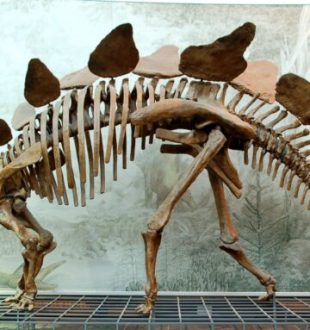 Squelette de stégosaure au Muséum Senckenberg à Francfort- Septembre 2007 // Source : Wikimédia