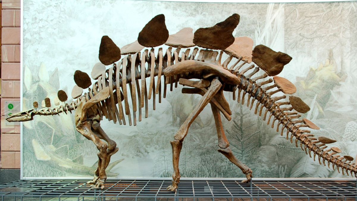 Squelette de stégosaure au Muséum Senckenberg à Francfort- Septembre 2007 // Source : Wikimédia