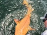 Requin orange découvert au large du Costa Rica. // Source : Garvin Watson and Parismina Domus Dei